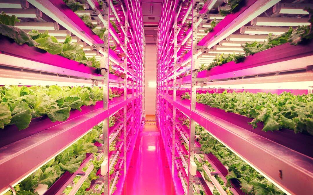 Why Hydroponics